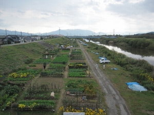 しんかな菜園草取りの光景 しんかな菜園草取りの光景
