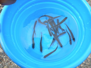 鮭の稚魚 鮭の稚魚
