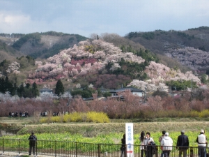 花見山公園 花見山公園