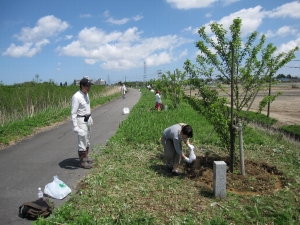 能代川の桜の手入れ風景