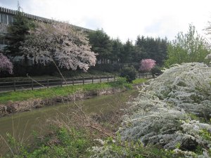 新津川その1 新津川その1