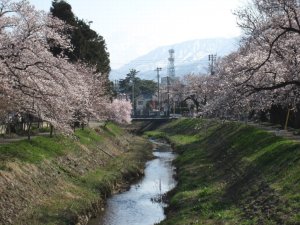 青田川 青田川